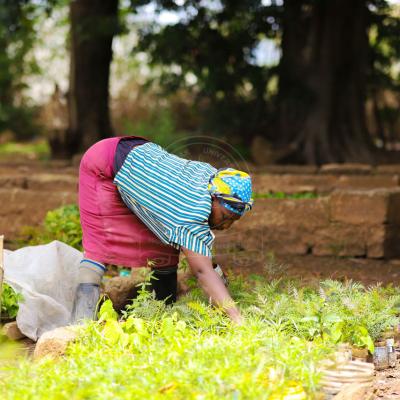 Tree Planting Initiative 11