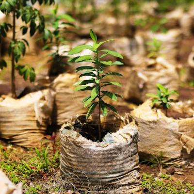 Tree Planting Initiative 13