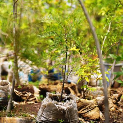 Tree Planting Initiative 5